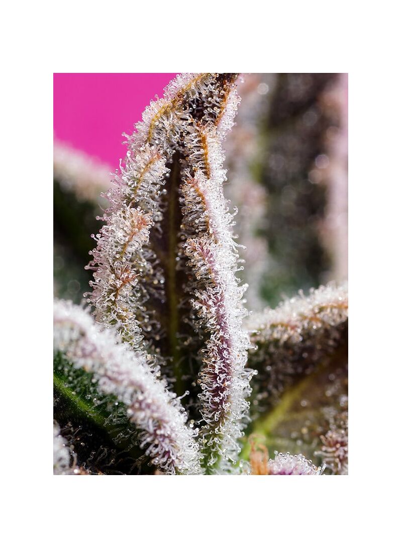 Jealousy Z XL Auto, Фасовка: 5+2, изображение 2